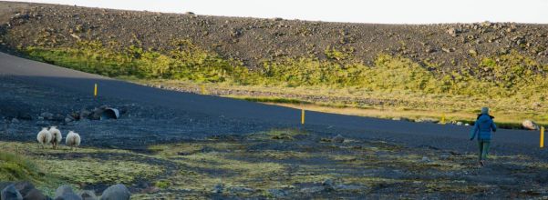 11901048_10152921907440356_1708841159_o